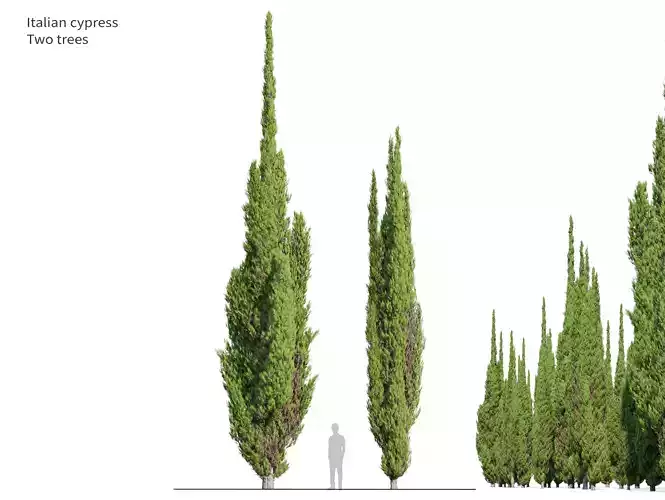 Italian Cypress 06