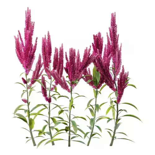 Set of Plant Princes Feather02 Amaranthus hypochondriacus
