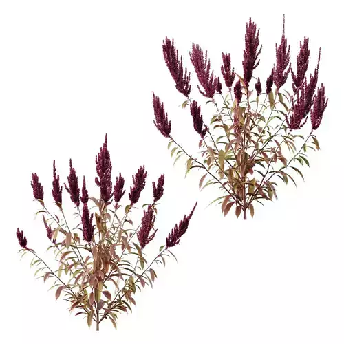 Set of Plant Princes Feather03 Amaranthus hypochondriacus