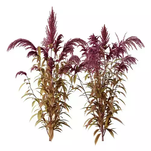 Set of Plant Princes Feather04 Amaranthus hypochondriacus