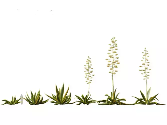 HighpolyLow Poly - Agave americana - the century plant Low-poly 3D model