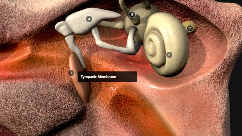 Ear Cross Section Low-poly 3D model_4