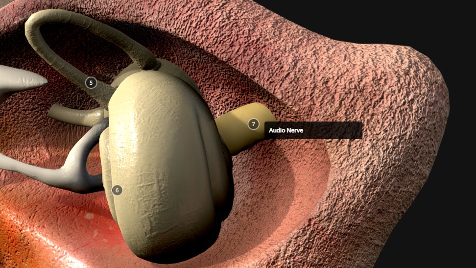 Ear Cross Section Low-poly 3D model_8