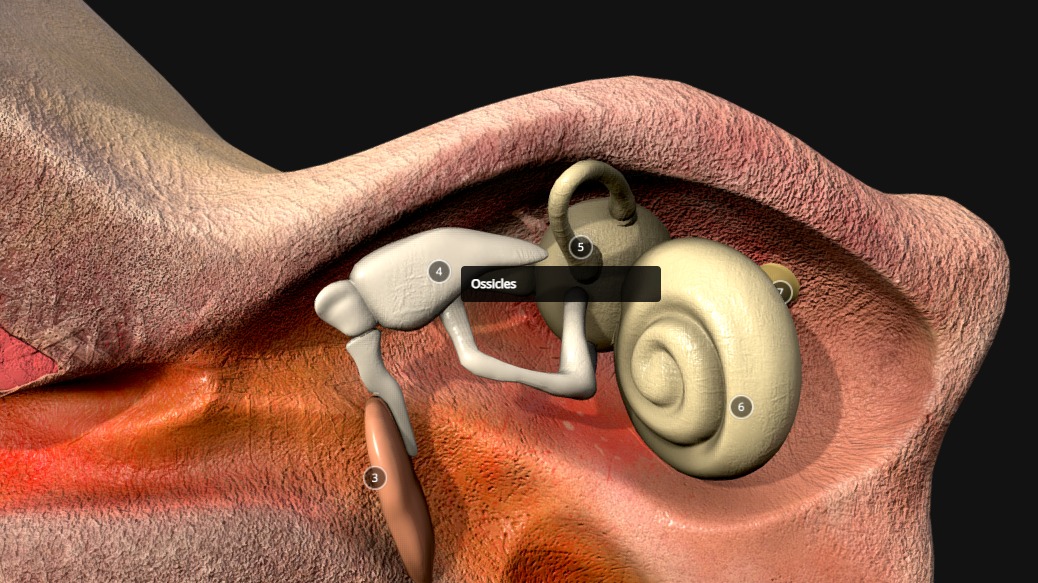 Ear Cross Section Low-poly 3D model_5