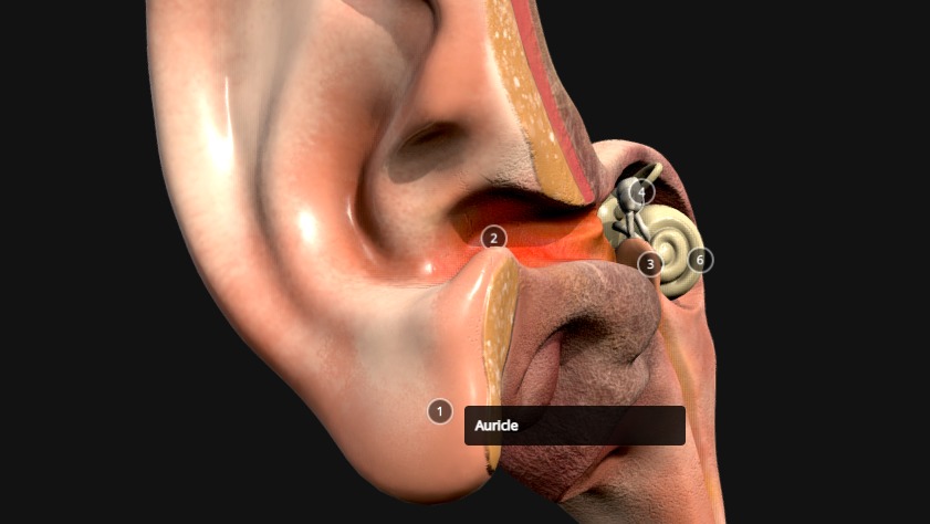 Ear Cross Section Low-poly 3D model_2