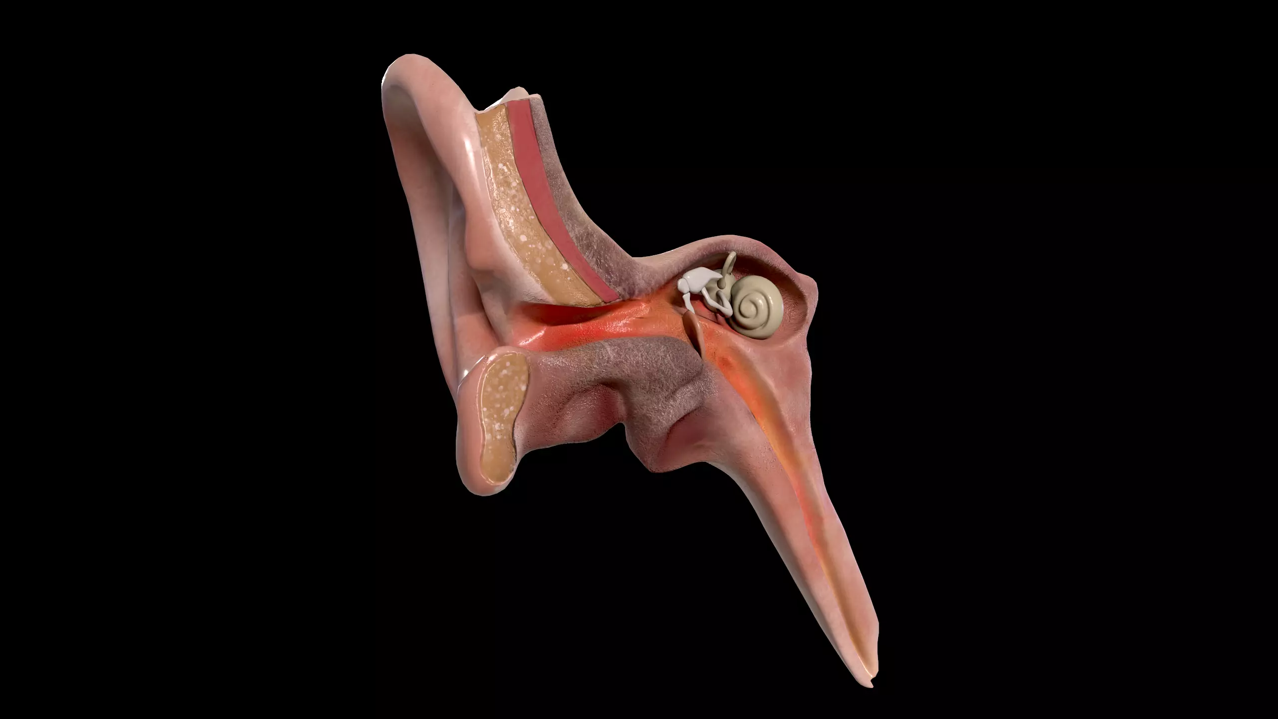 Ear Cross Section Low-poly 3D model_0