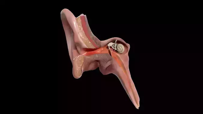 Ear Cross Section