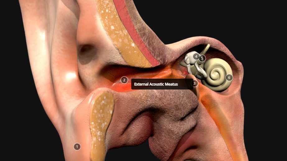 Ear Cross Section Low-poly 3D model_3