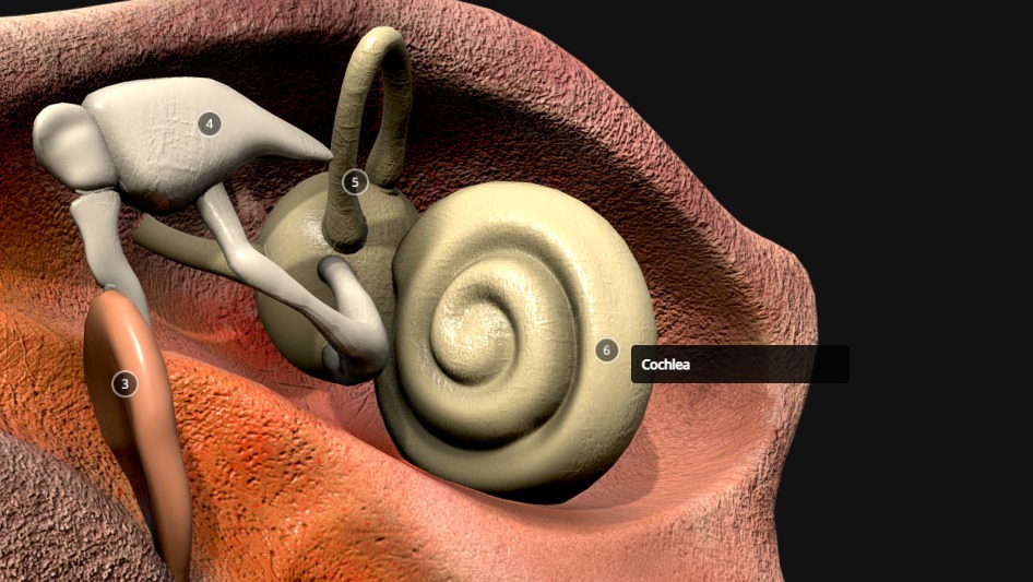 Ear Cross Section Low-poly 3D model_7