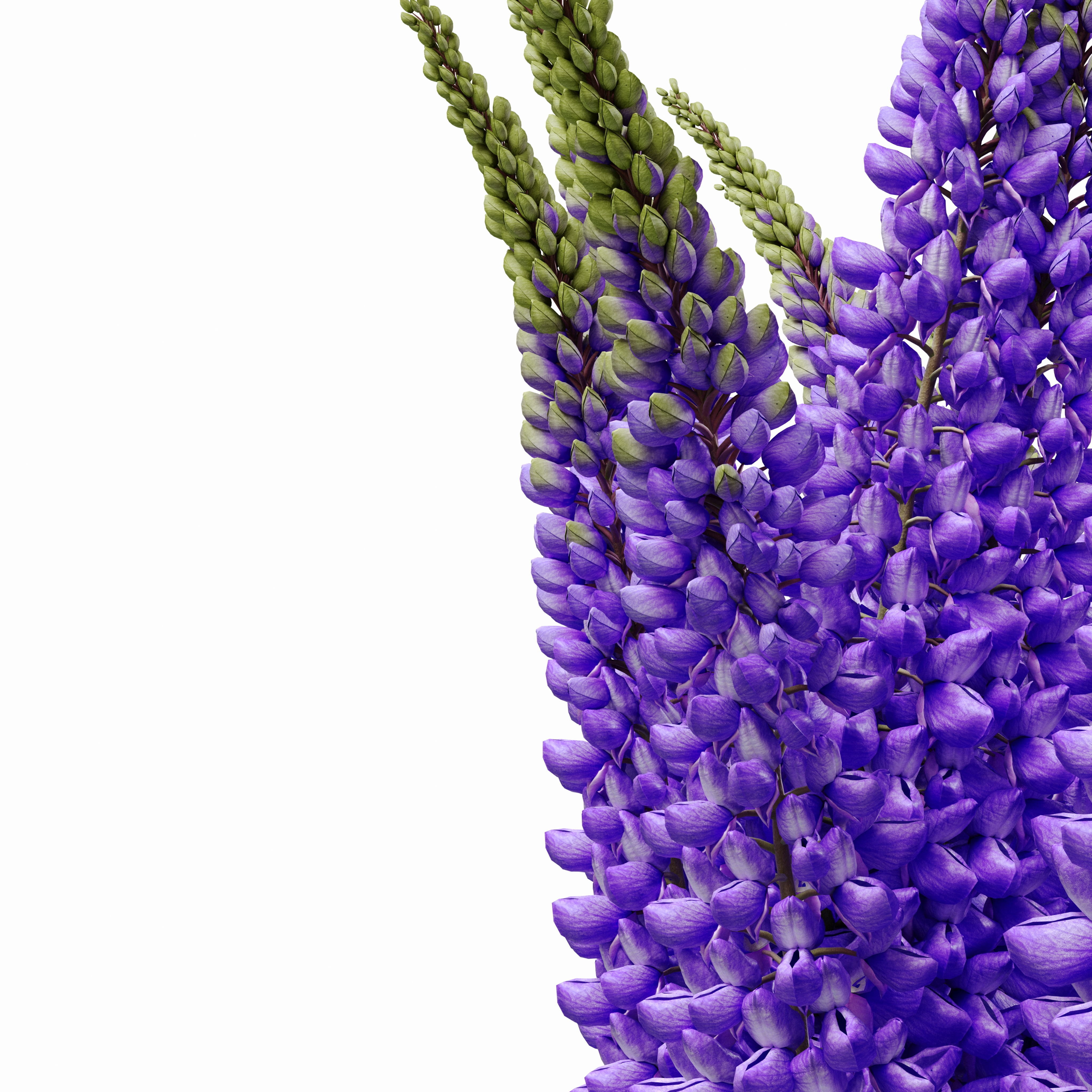 Bouquet of lupinus flowers 3D model_19