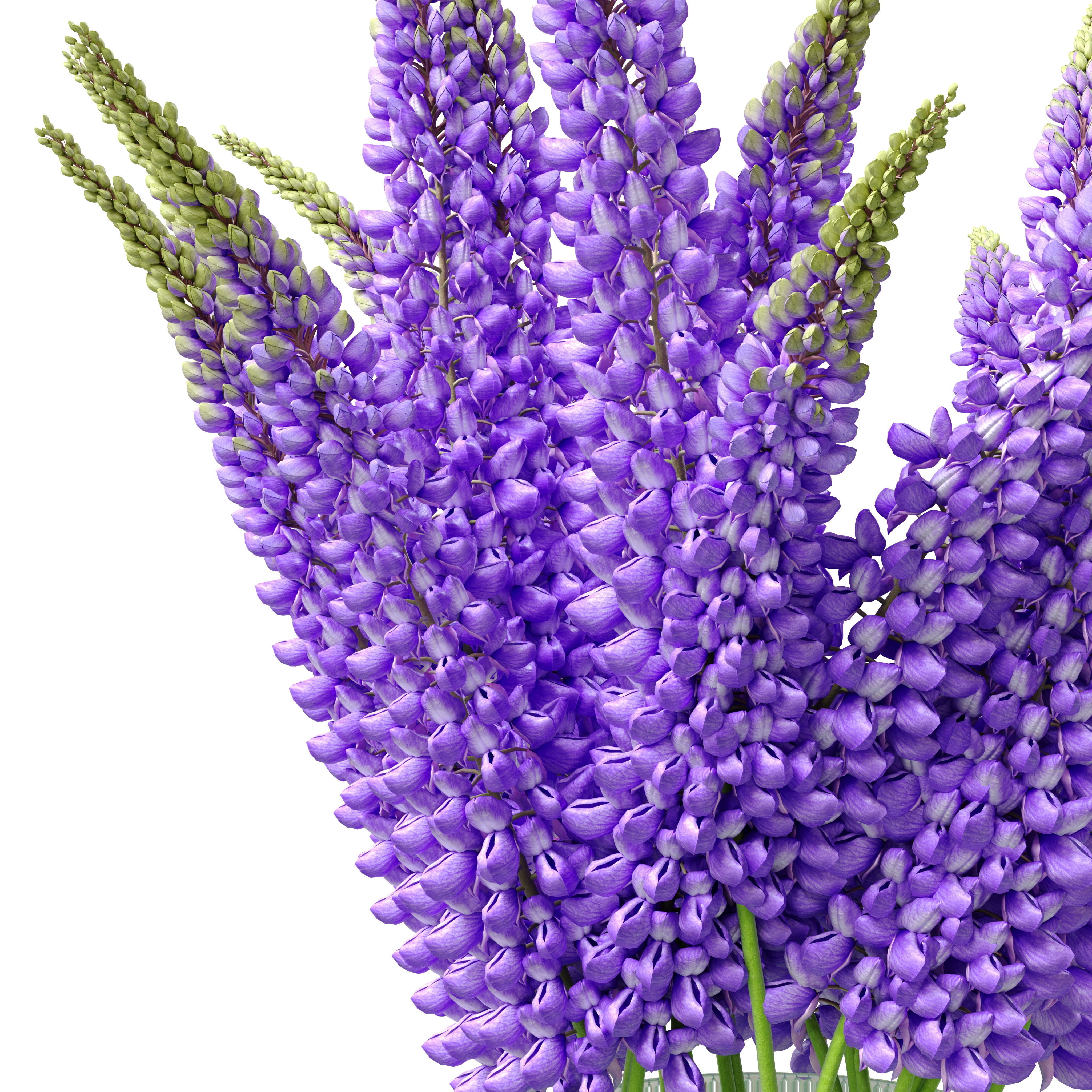 Bouquet of lupinus flowers 3D model_2