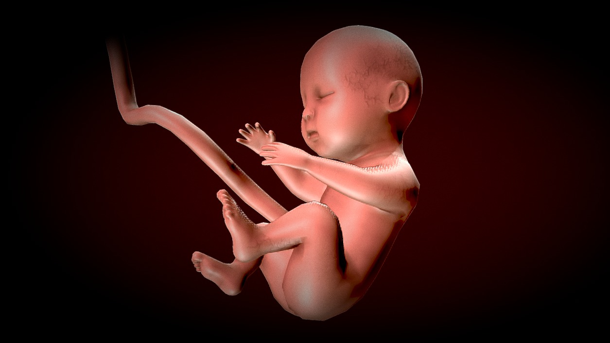 Human Fetus - Stages of fetal development Low-poly 3D model_8