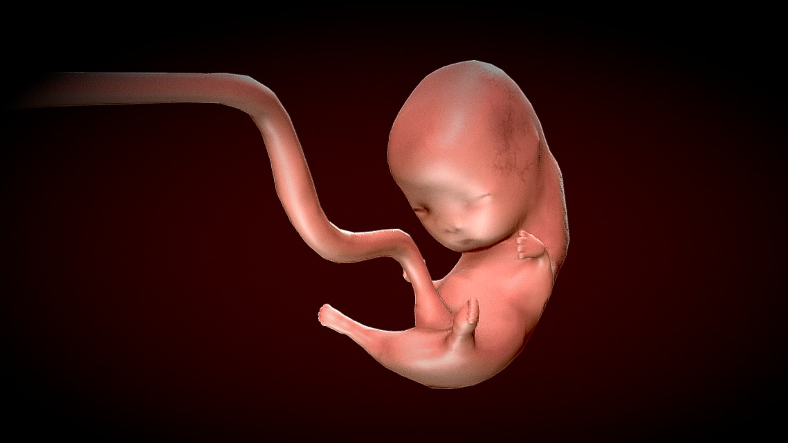 Human Fetus - Stages of fetal development Low-poly 3D model_4