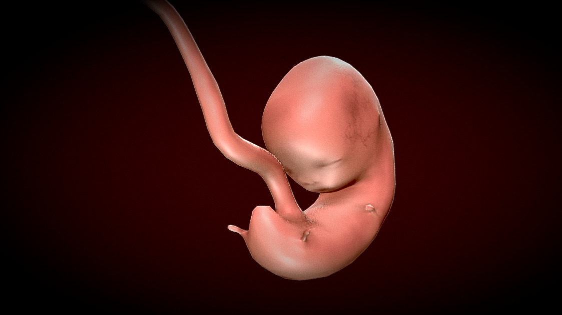 Human Fetus - Stages of fetal development Low-poly 3D model_3