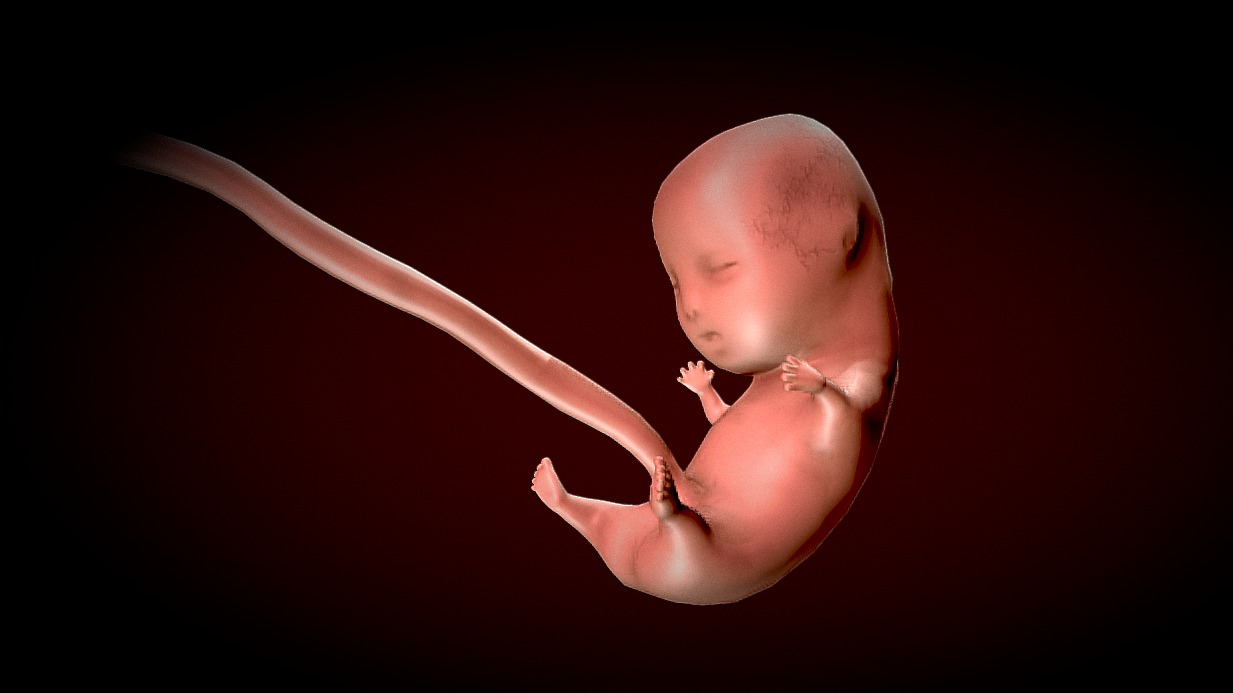 Human Fetus - Stages of fetal development Low-poly 3D model_5