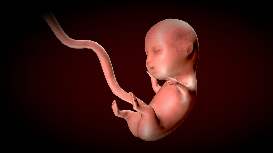 Human Fetus - Stages of fetal development Low-poly 3D model_6