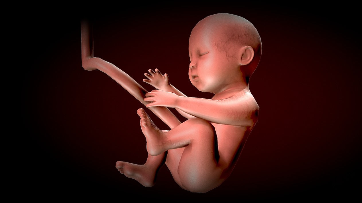 Human Fetus - Stages of fetal development Low-poly 3D model_9