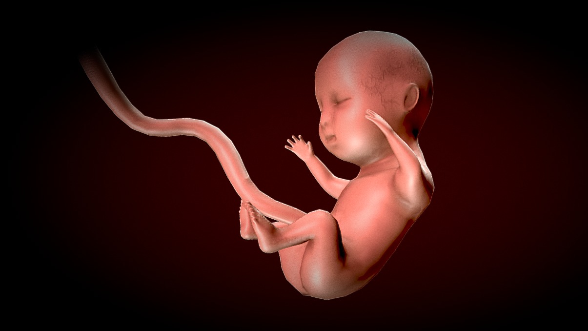 Human Fetus - Stages of fetal development Low-poly 3D model_7