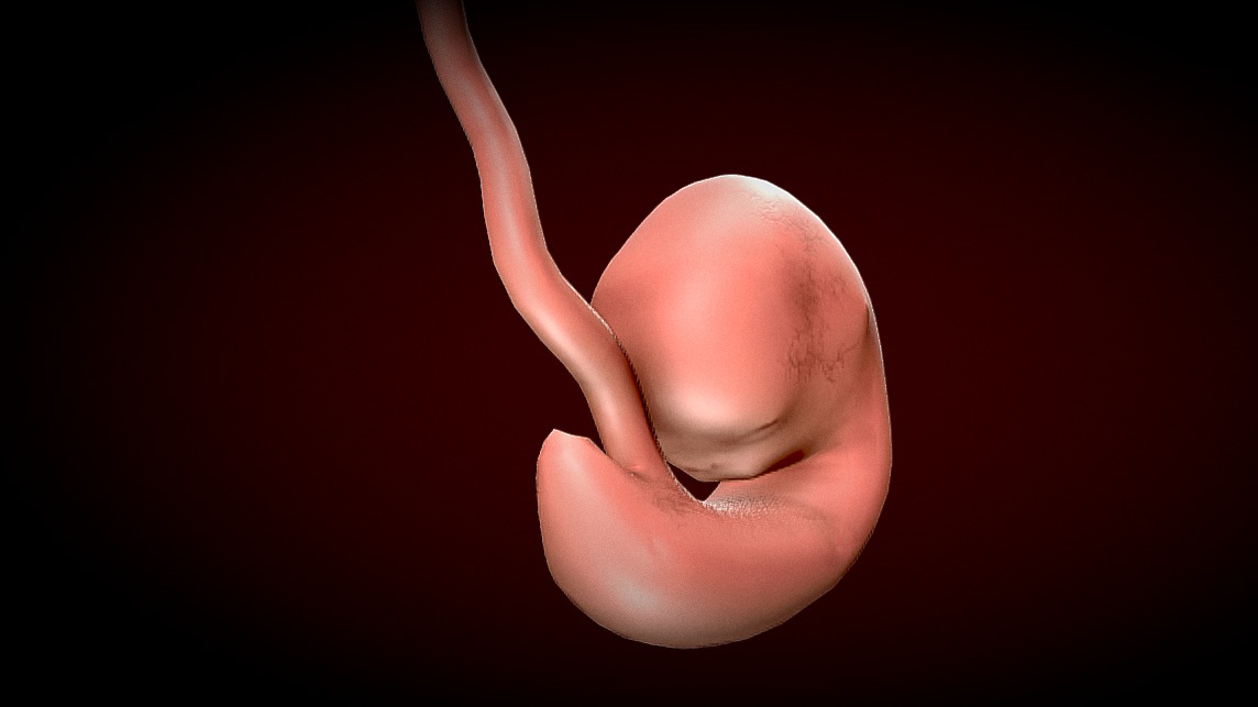 Human Fetus - Stages of fetal development Low-poly 3D model_2