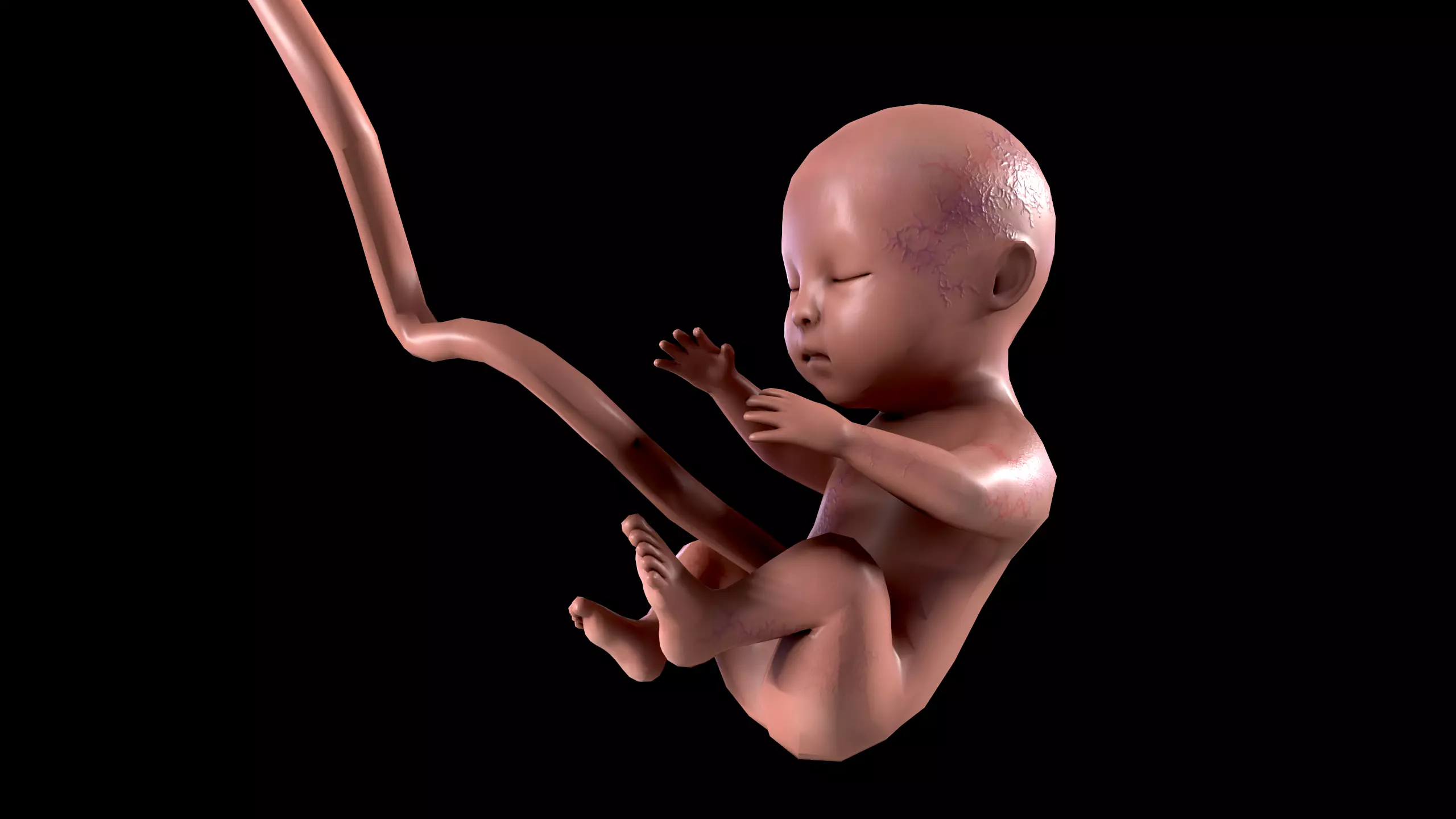 Human Fetus - Stages of fetal development Low-poly 3D model_0