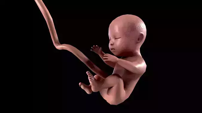 Human Fetus - Stages of fetal development