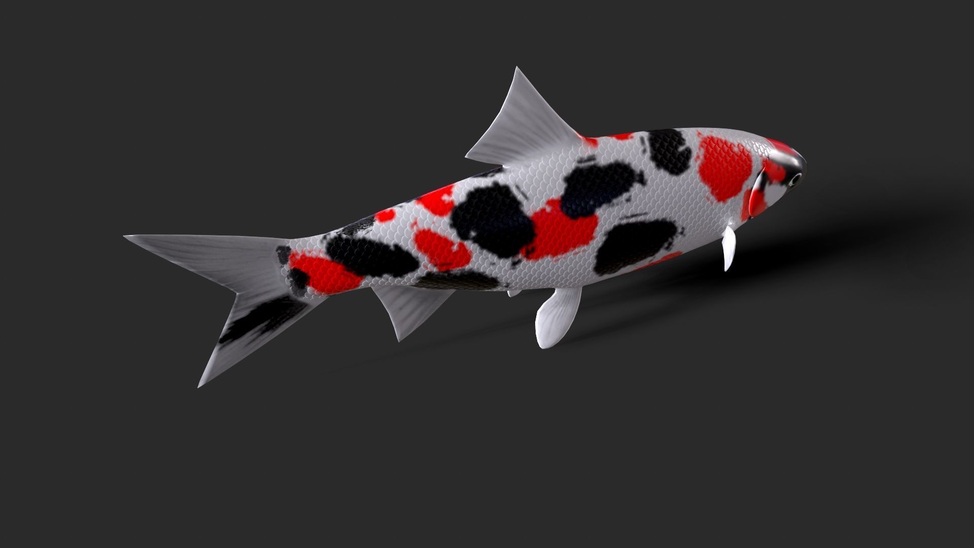 fish animals Low-poly 3D model_4