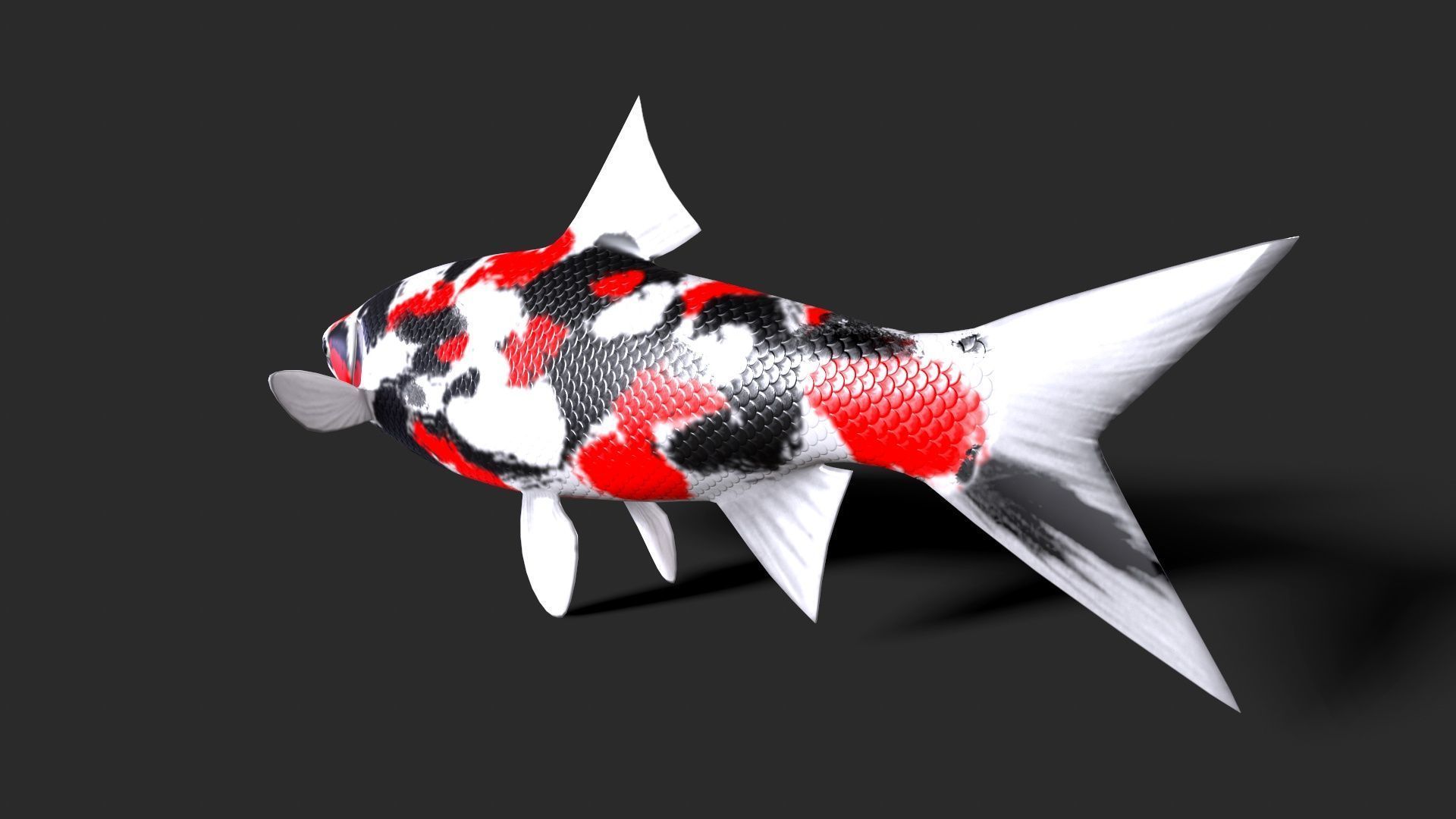 fish animals Low-poly 3D model_1