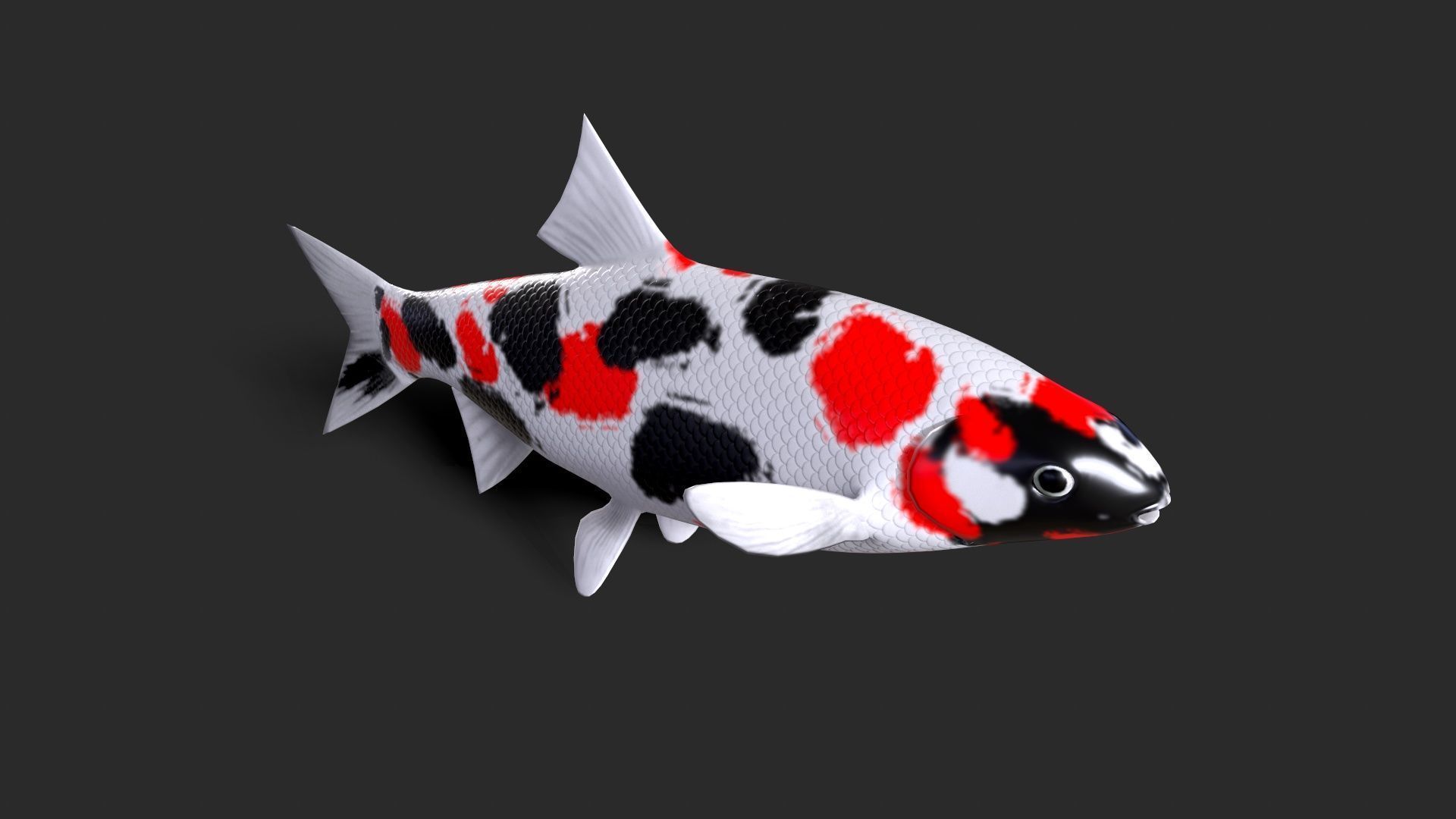 fish animals Low-poly 3D model_2