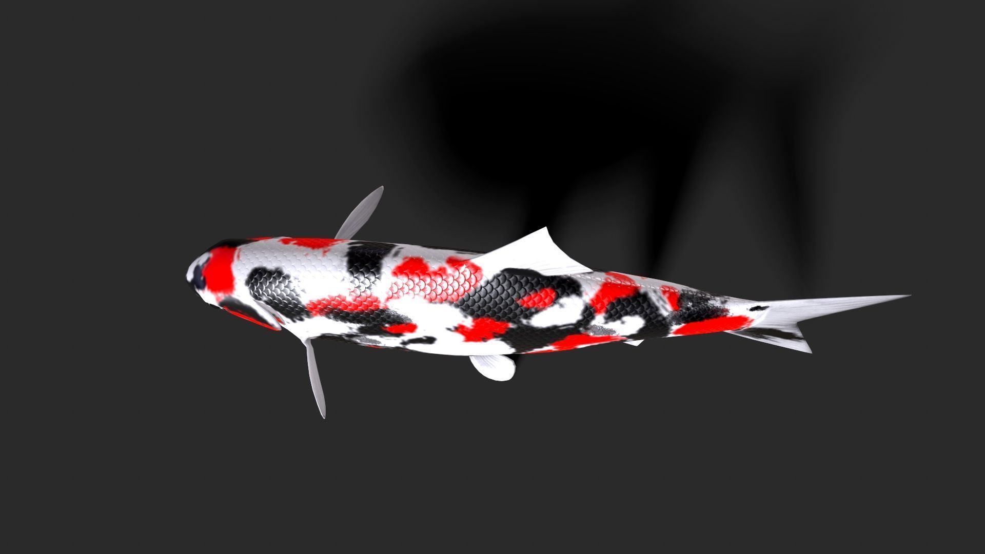 fish animals Low-poly 3D model_5