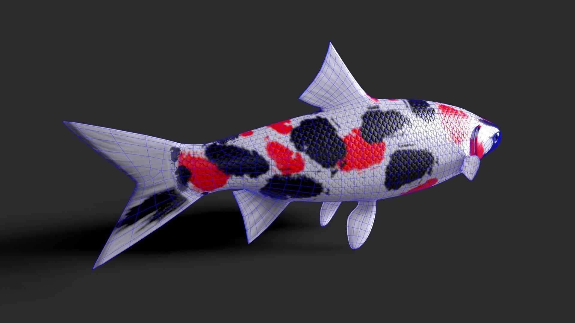 fish animals Low-poly 3D model_7