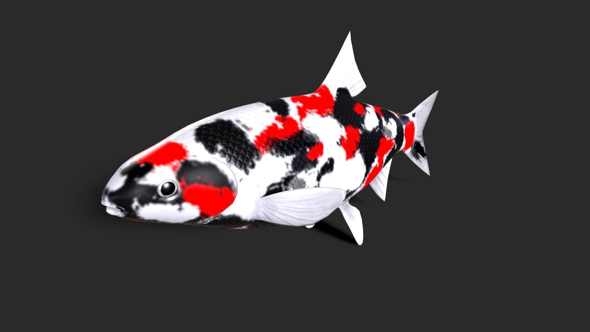 fish animals Low-poly 3D model_3
