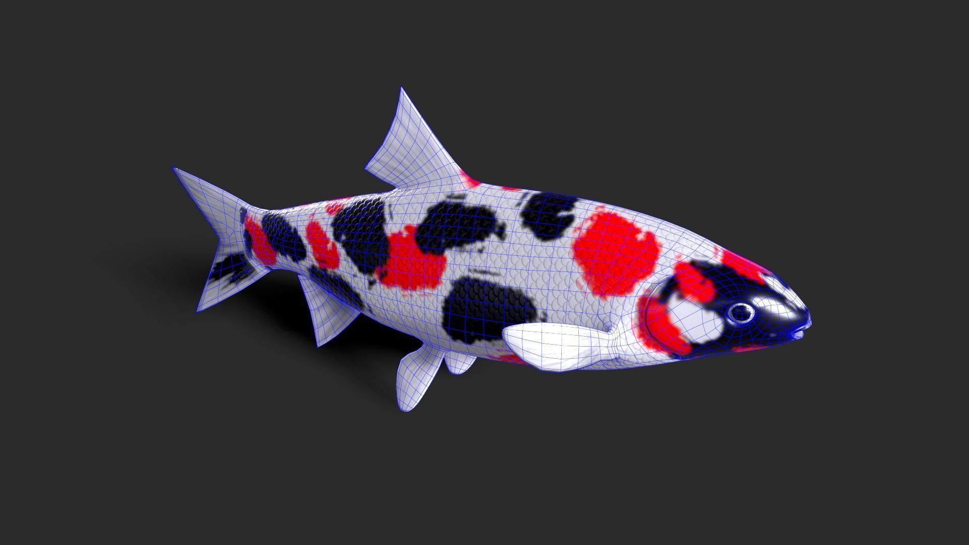 fish animals Low-poly 3D model_9