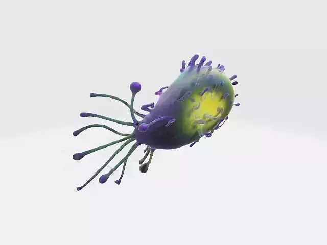 Bacteria