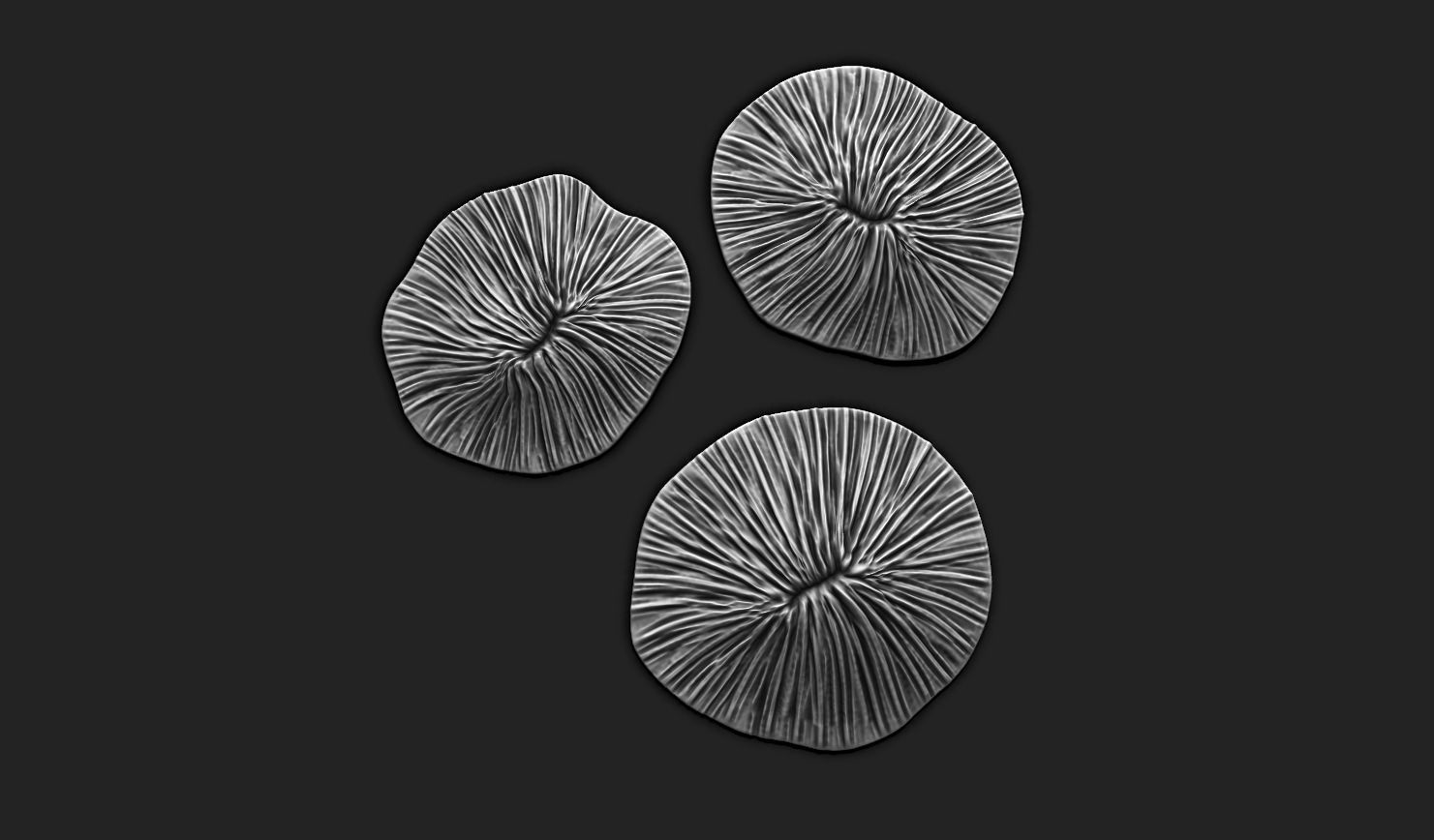 Coral Fossil 02 for 3D Printing - STL 3D - Aquarium - Science 3D print model_1