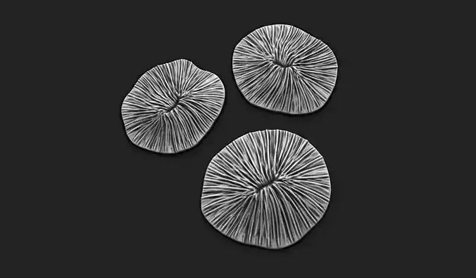 Coral Fossil 02 for 3D Printing - STL 3D - Aquarium - Science 3D print model