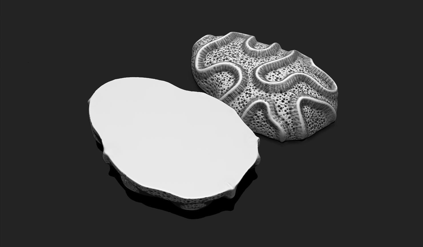 Coral Fossil 03 for 3D Printing - STL 3D - Aquarium - Science 3D print model_13