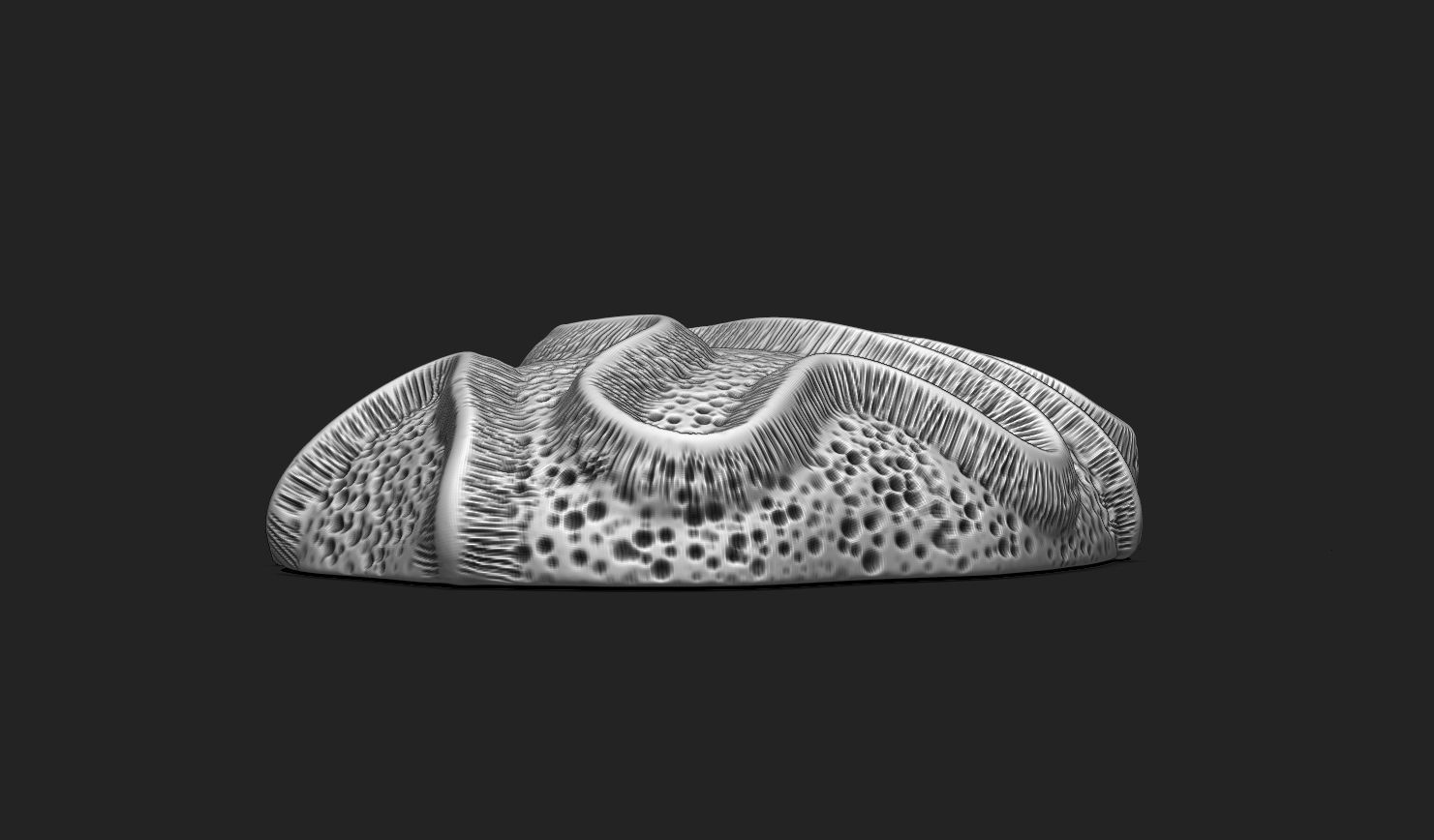 Coral Fossil 03 for 3D Printing - STL 3D - Aquarium - Science 3D print model_7