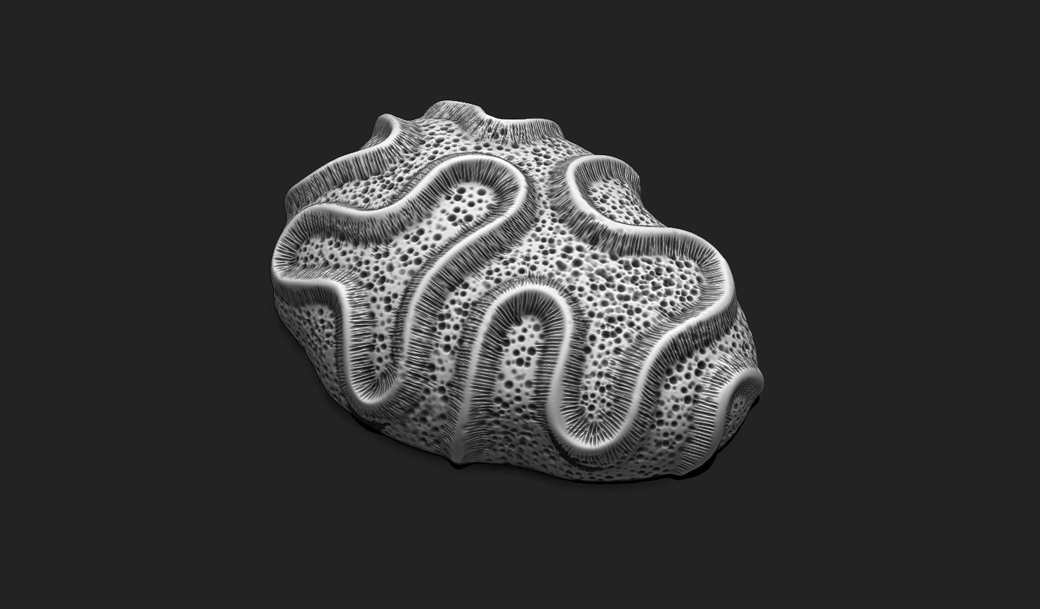 Coral Fossil 03 for 3D Printing - STL 3D - Aquarium - Science 3D print model_9