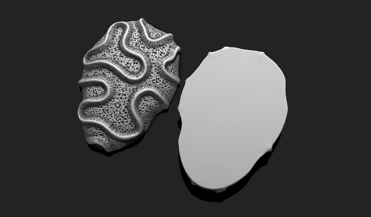 Coral Fossil 03 for 3D Printing - STL 3D - Aquarium - Science 3D print model_12