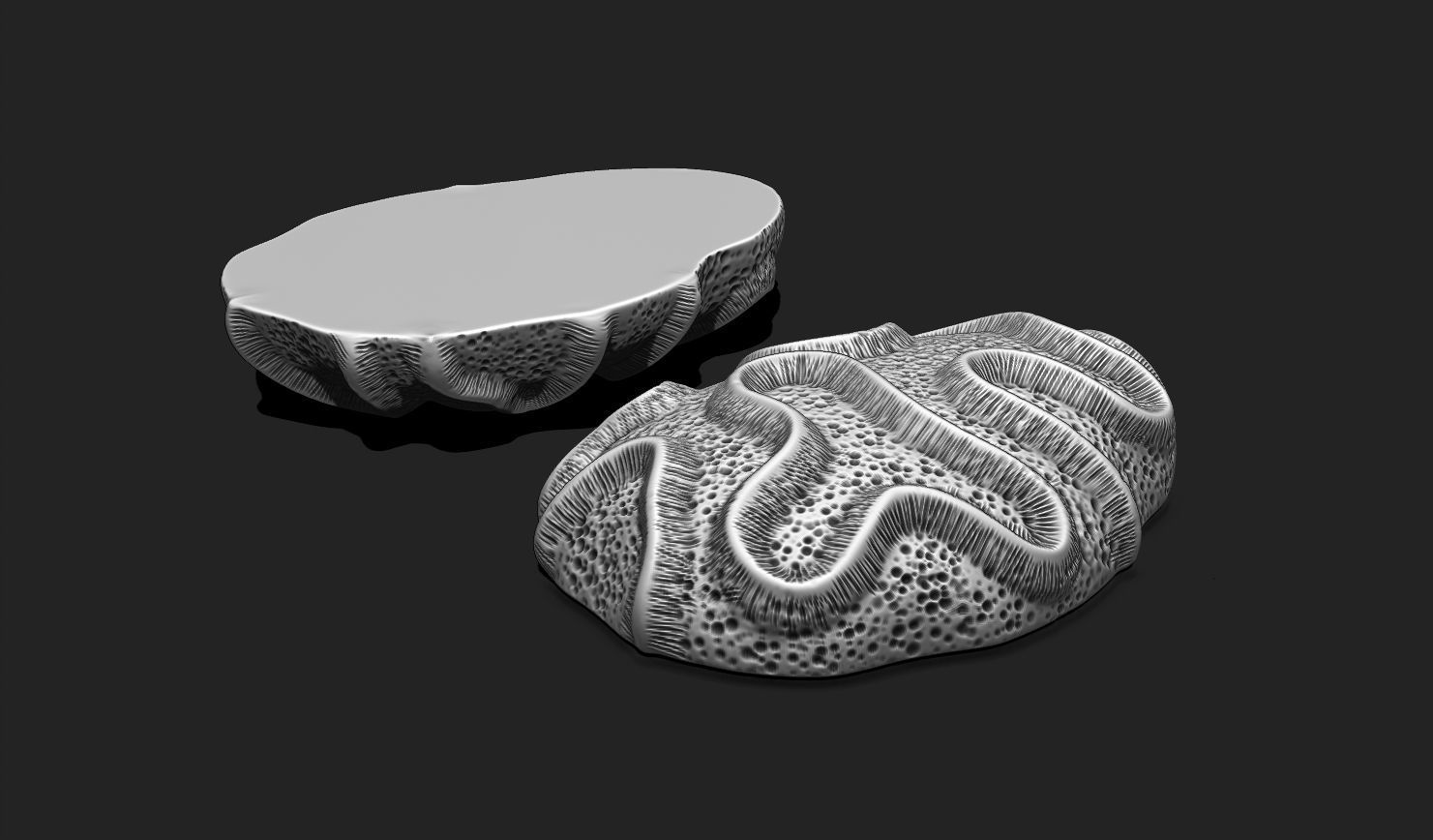 Coral Fossil 03 for 3D Printing - STL 3D - Aquarium - Science 3D print model_14