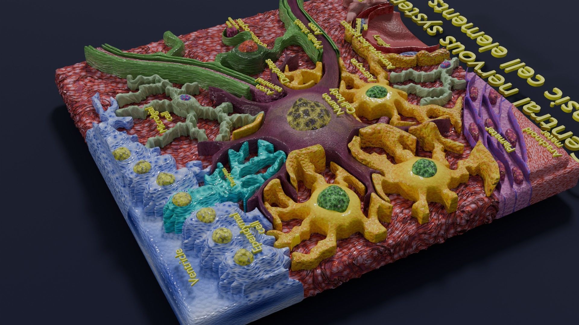 Glial cells Brain 3D model_3