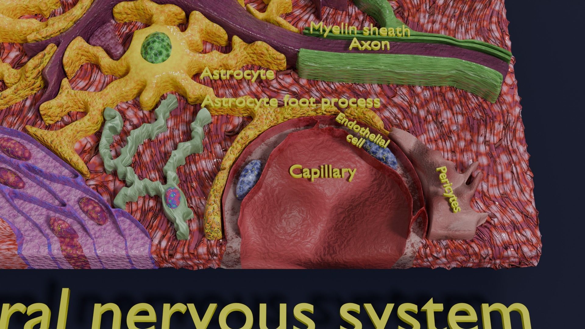 Glial cells Brain 3D model_10