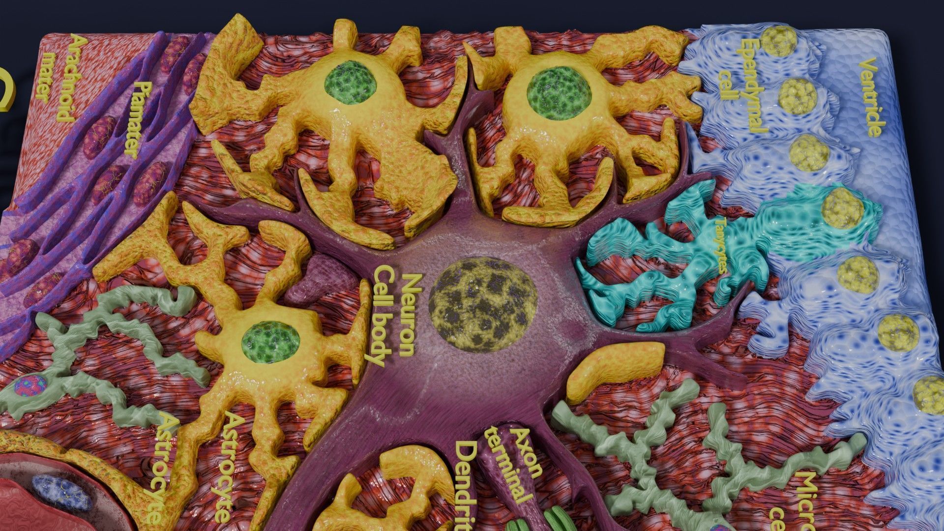 Glial cells Brain 3D model_18