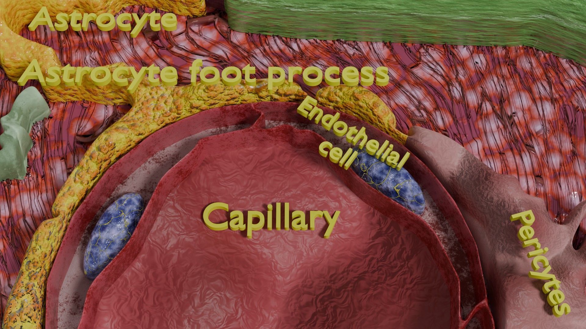 Glial cells Brain 3D model_11