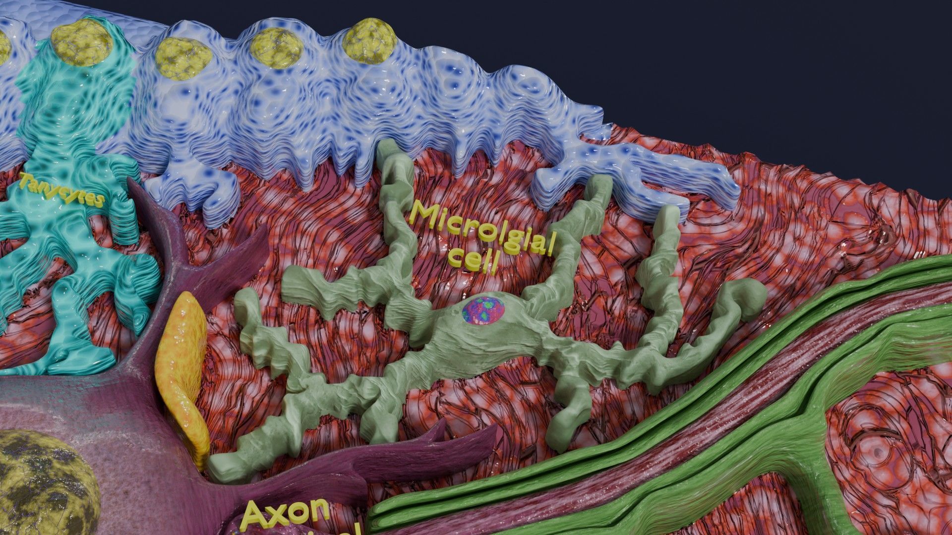 Glial cells Brain 3D model_15