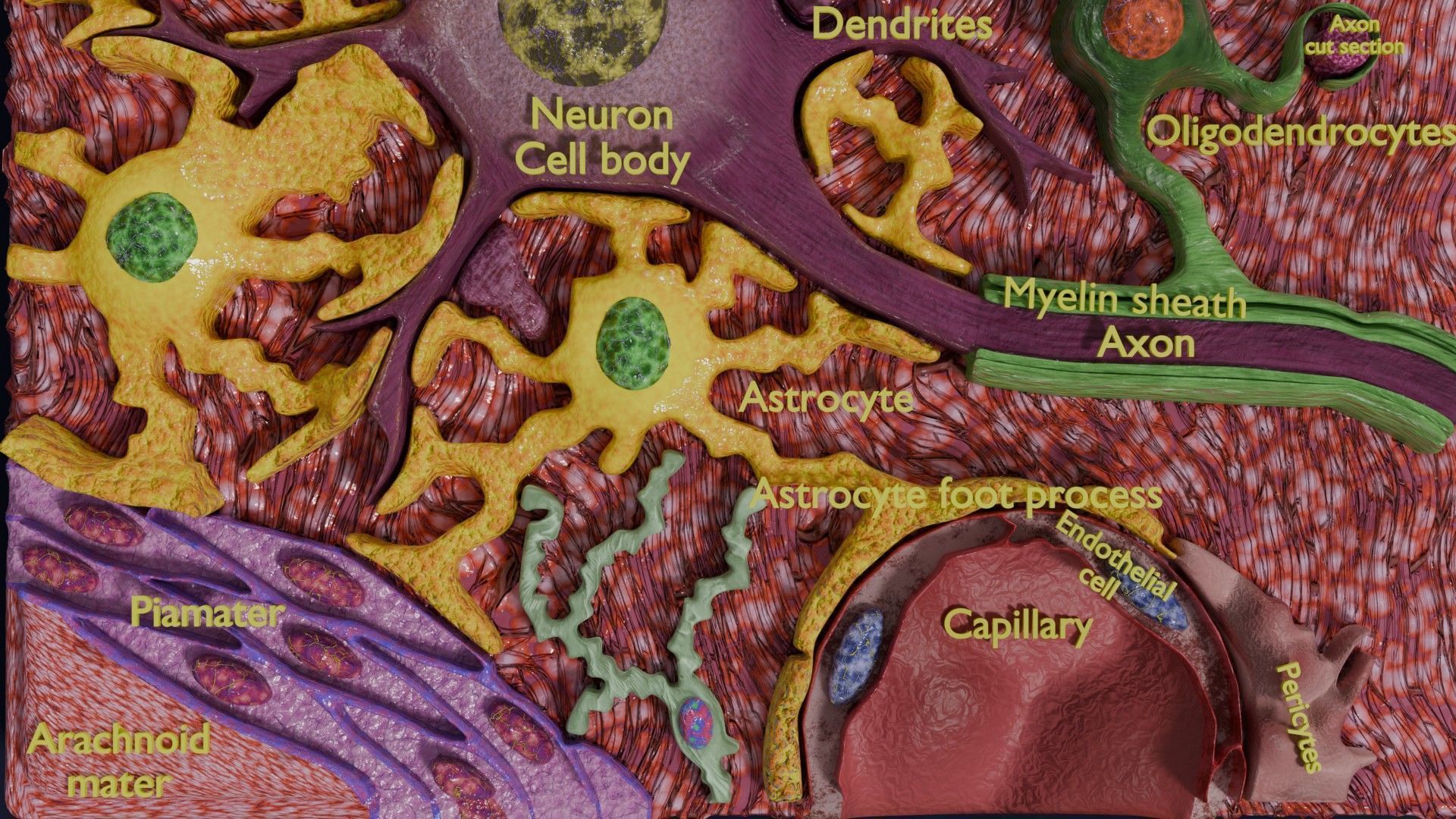 Glial cells Brain 3D model_9