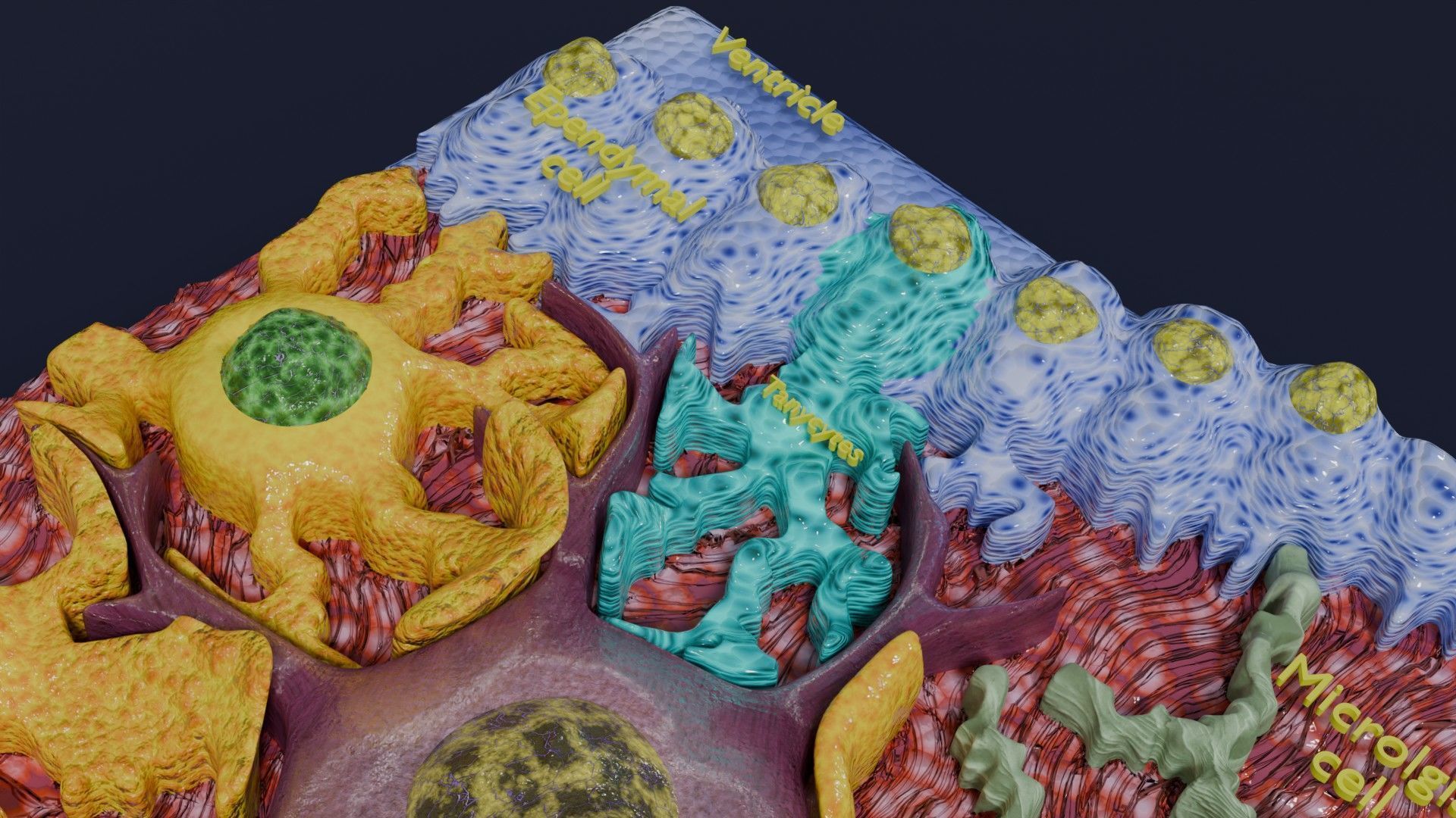 Glial cells Brain 3D model_14