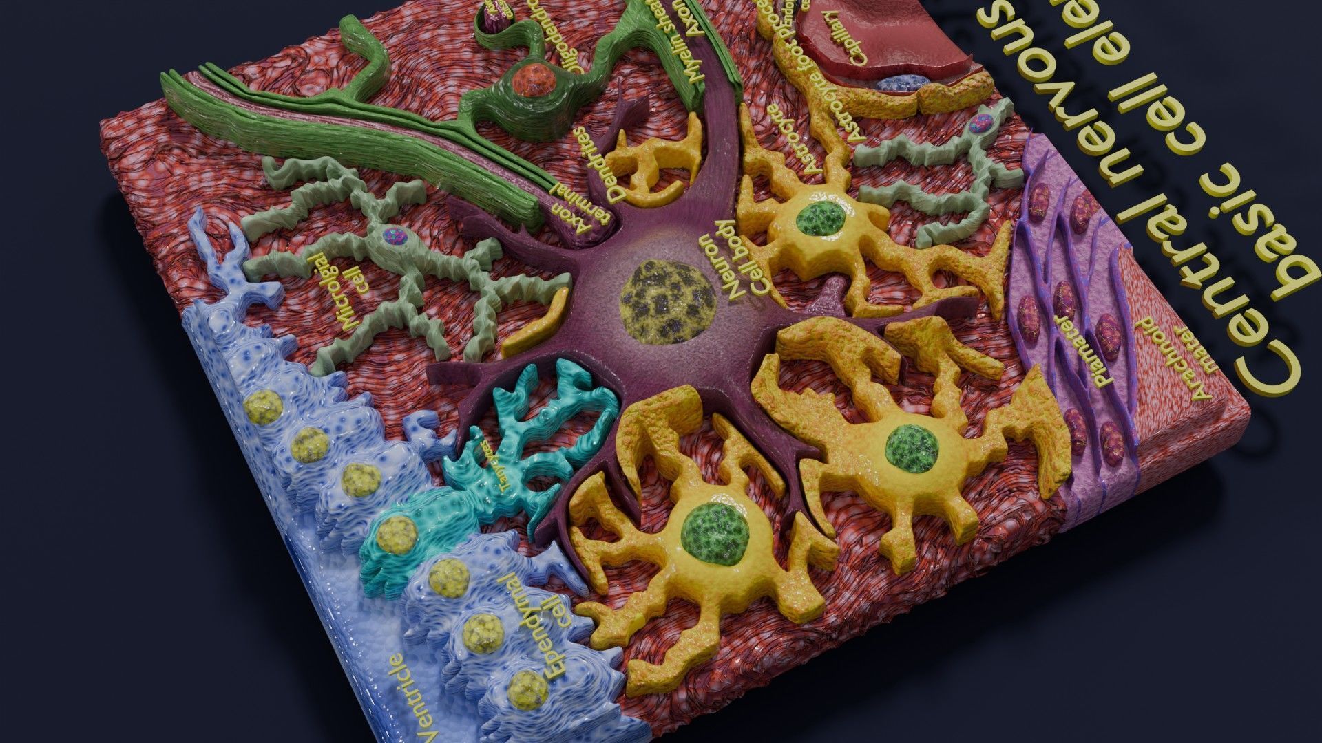 Glial cells Brain 3D model_4