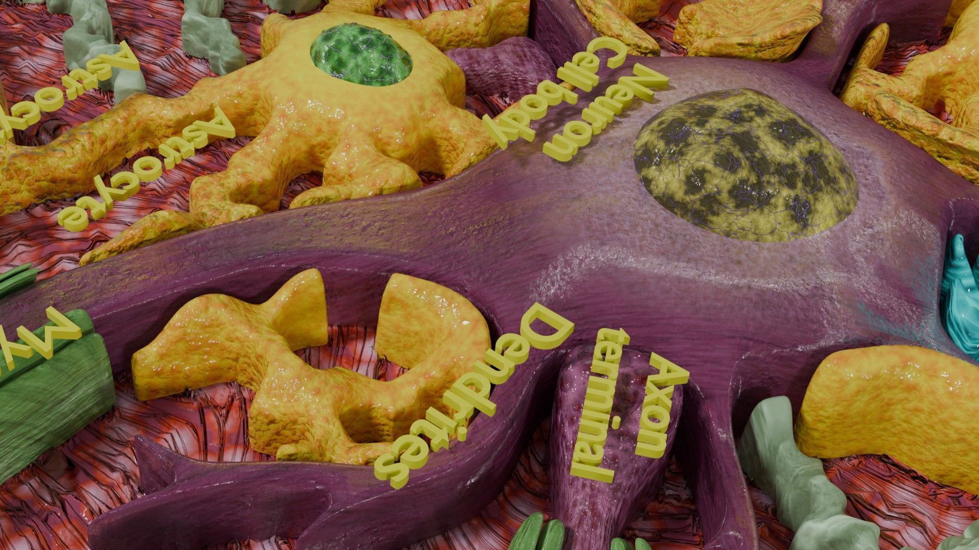 Glial cells Brain 3D model_16