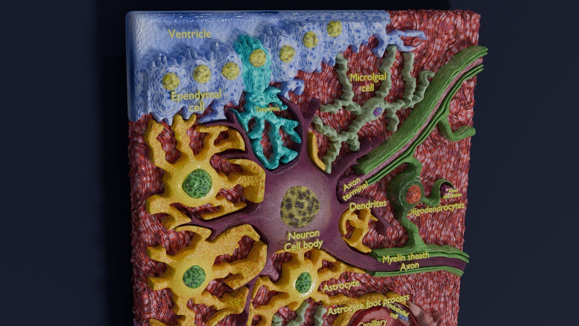 Glial cells Brain 3D model_5